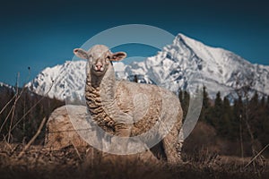Sheep and goats on a meadow under the mountains, agrotourism, spring landscape and Easter