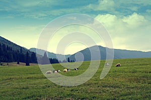 Sheep and goats on pasture