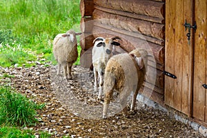 Sheep and goats under wooden hut in Tatra mountains