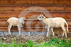 Sheep and goats under wooden hut in Tatra mountains