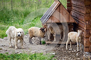 Sheep and goats under wooden hut in Tatra mountains