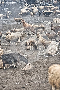 The sheep and goats in Upper Shimshal 5600m live even in summer in winter conditions full of snow