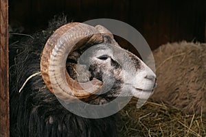 Sheep, Gotland sheep - ram