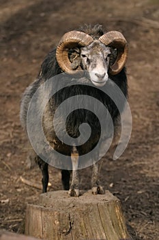 Sheep, Gotland sheep - ram