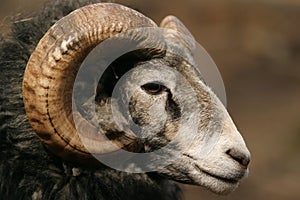 Sheep, Gotland sheep - ram photo