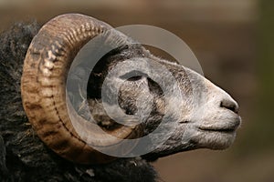 Sheep, Gotland sheep - ram