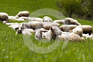Ovce na trávě