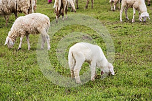 Sheep on grass