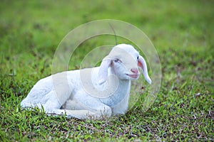 Sheep on grass