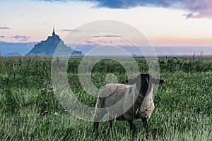 Sheep on a grass with blured Mont Saint Michel abbey on the island on the background, Normandy, Northern France,