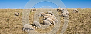 sheep on grass dike under blue sky in the netherlands