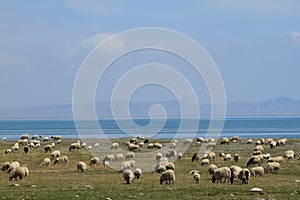 Sheep in grassland