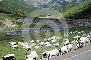 Sheep in grassland