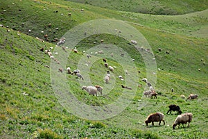 Sheep in grassland