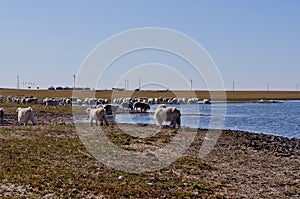 Sheep in grassland