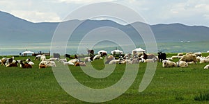 Sheep in the grassland of Mongolia