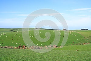 Sheep And Grassland, New Zealand