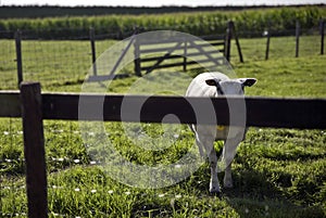 Sheep in grassland in Schalkwijk