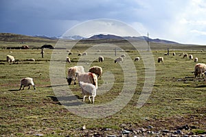 Sheep on the grassland