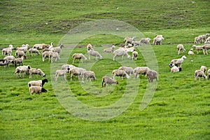 The sheep of the grasslands