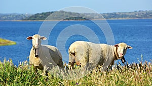 Sheep graze . photo