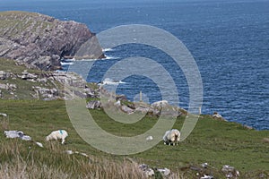 Sheep graze above sea cliffs at Cill Rialaig artists colony