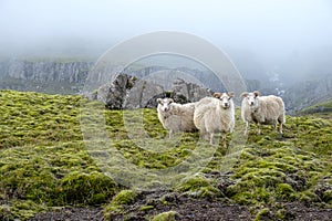 Sheep graze on the background of majestic nature, fog and Icelandic moss