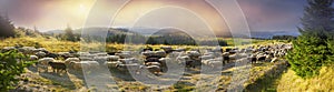 Sheep graze in the Carpathians photo