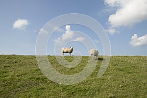 Sheep graze on a dutch