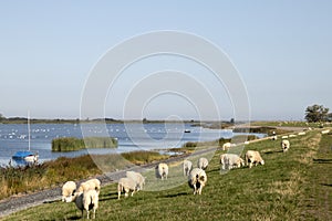 Sheep graze on a dutch