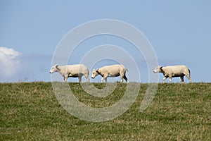 Sheep graze on a dutch