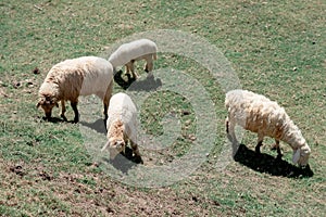 Sheep graze eating grass ,sheep on green field