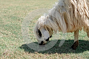 Sheep graze eating grass ,sheep on green field