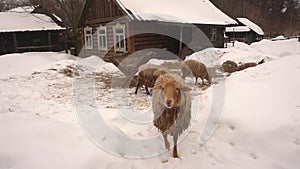 Sheep graze on the farm during a snowfall. Agriculture and farm pets. Sheep lives and care