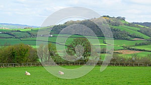 Sheep graze on a farmland