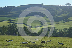 Sheep graze on a farmland
