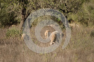 Sheep graze on a field