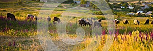 Sheep graze in a field with flowers at sunset