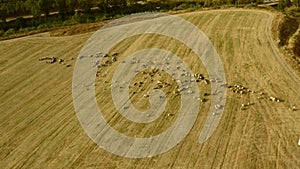 Sheep graze in a field next to the kibbutz Beit Zera in Israel