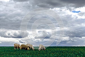 Sheep graze in the field. storm clouds in the sky