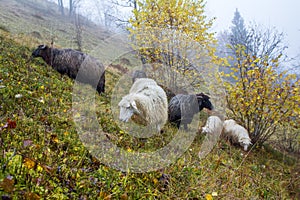 Sheep graze in the foggy autumn forest