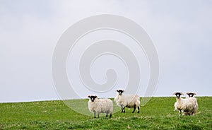 Sheep graze in a grassy field in Scotland