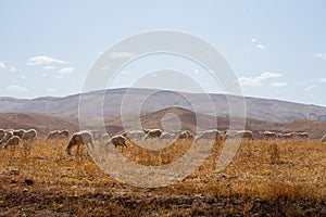 Sheep graze on grassy fields in High Atlas Mountains in Morocco.