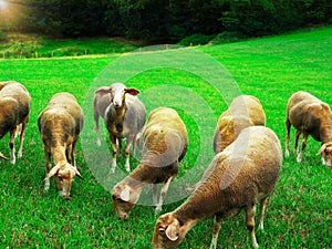 Sheep graze on the green grass at sunset.