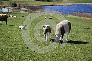 Sheep graze in green meadow, pond and spring forest in the background.