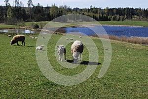 Sheep graze in green meadow, pond and spring forest in the background.