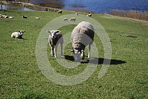 Sheep graze in green meadow, pond and spring forest in the background.