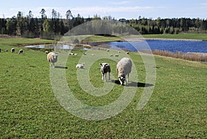 Sheep graze in green meadow, pond and spring forest in the background.