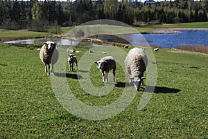 Sheep graze in green meadow, pond and spring forest in the background.