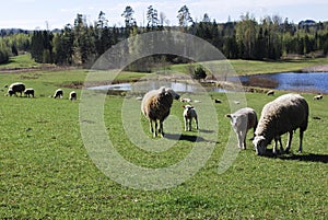 Sheep graze in green meadow, pond and spring forest in the background.